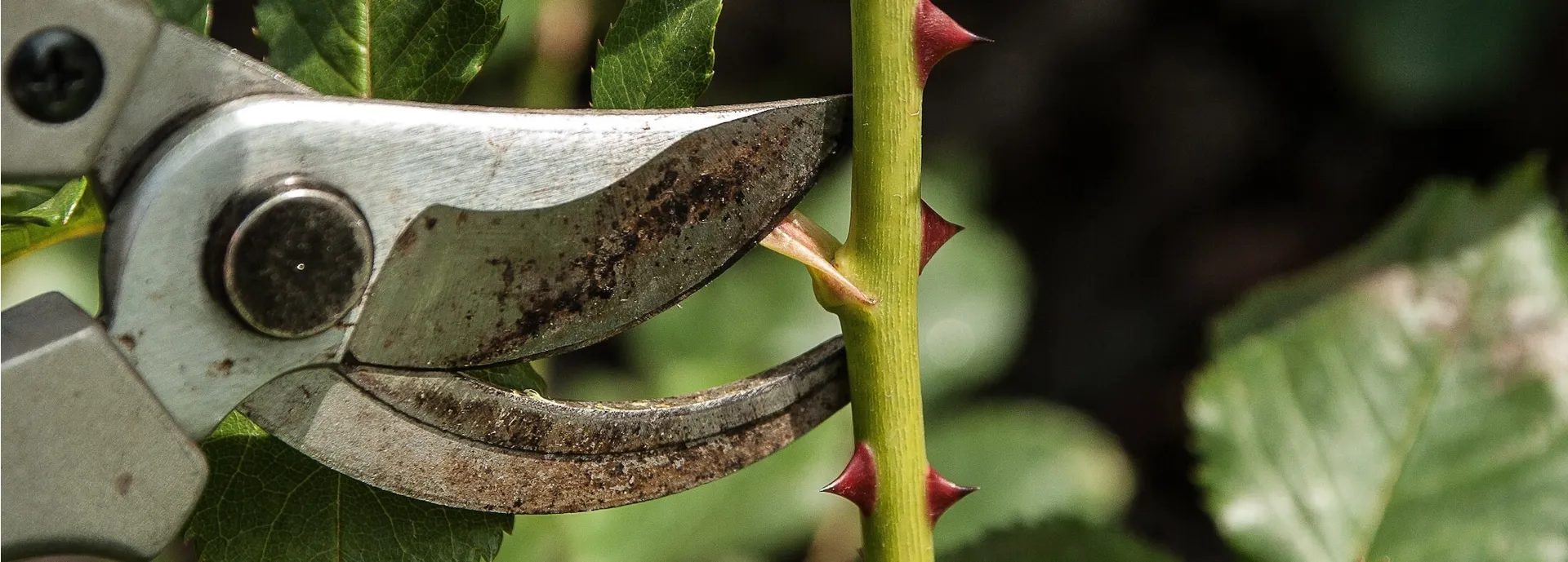 Buy Garden Gift Sets Online UK