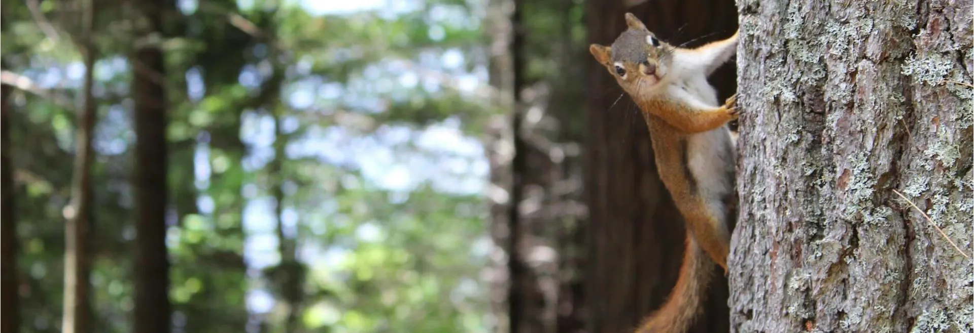 Gifts for Squirrel Lovers UK