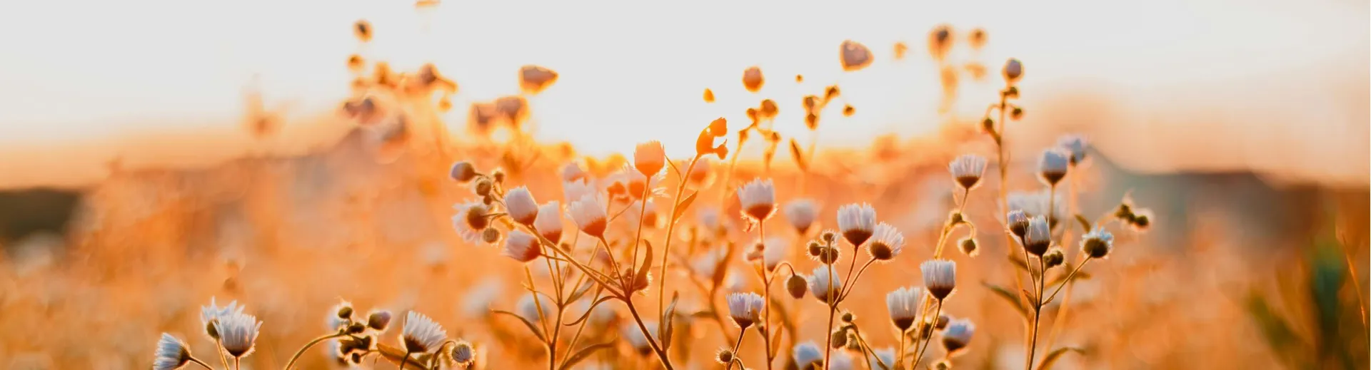 Home Gifts for Countryside Lovers UK