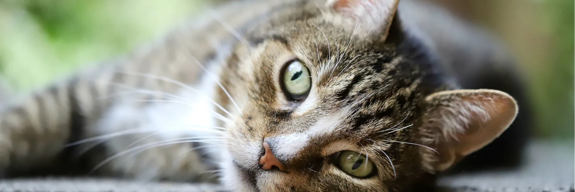 UK Gifts for Cat Lovers