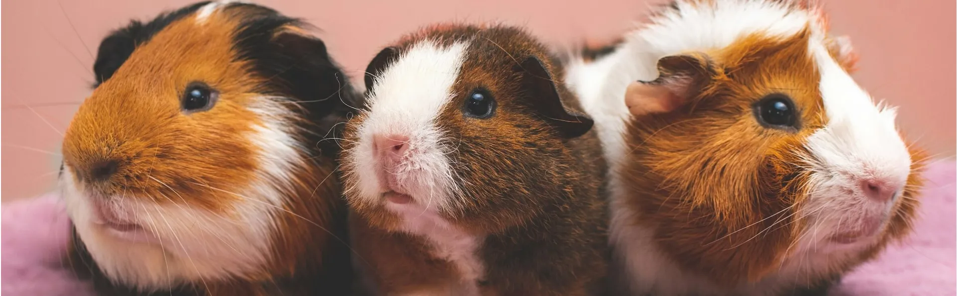UK guinea pig themed gifts