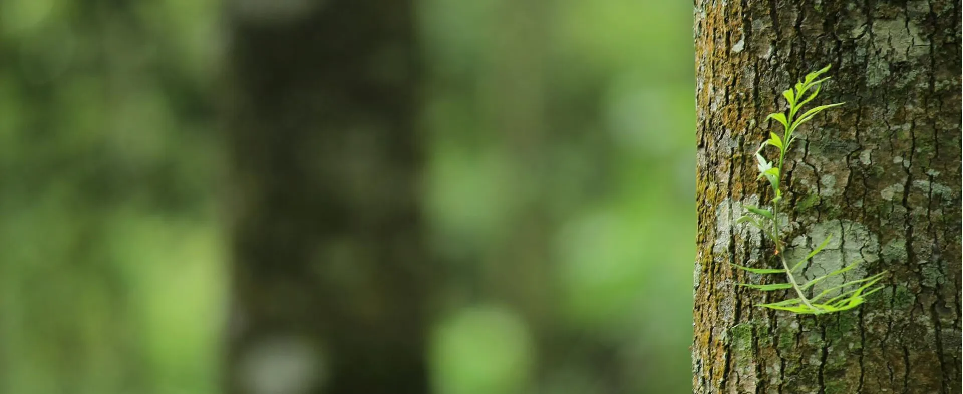 UK Unusual Gifts for Nature Lovers