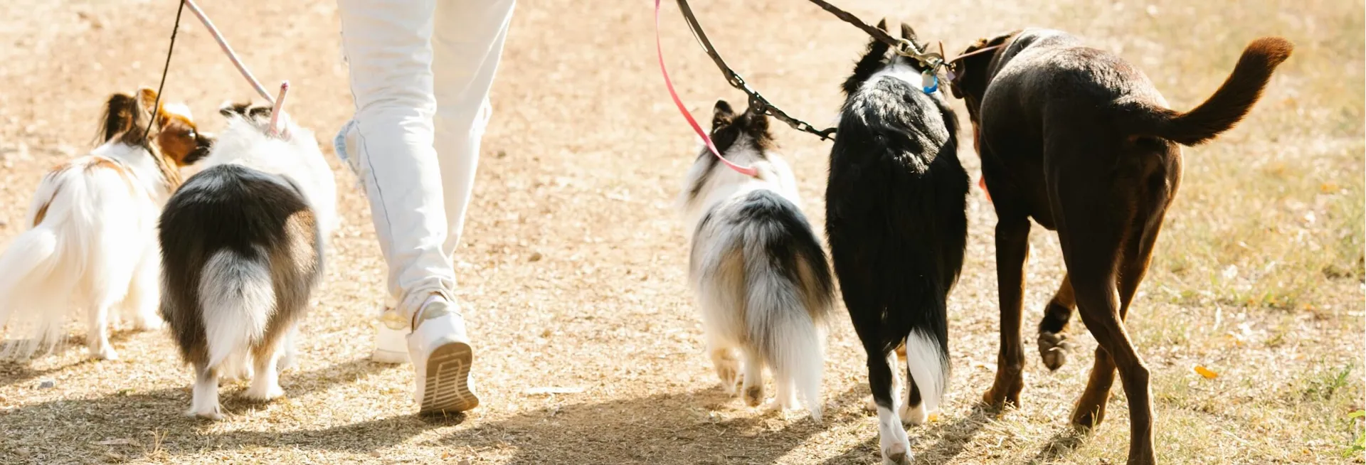 Unique Gifts for Dog Walkers UK