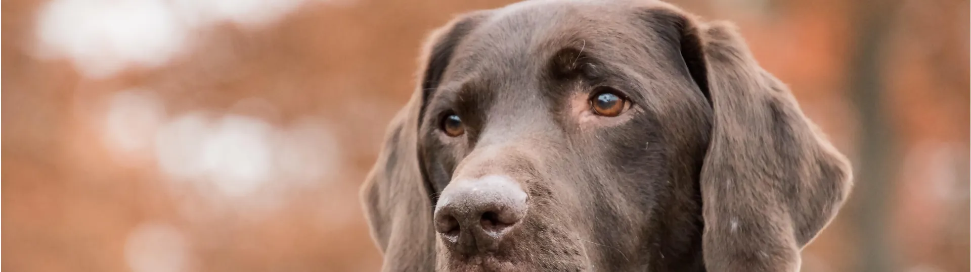 Unusual Dog Lovers Gifts UK