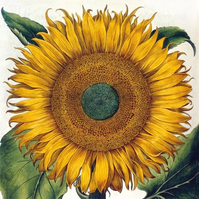 Museums And Galleries Botanical Prints Notecards-1