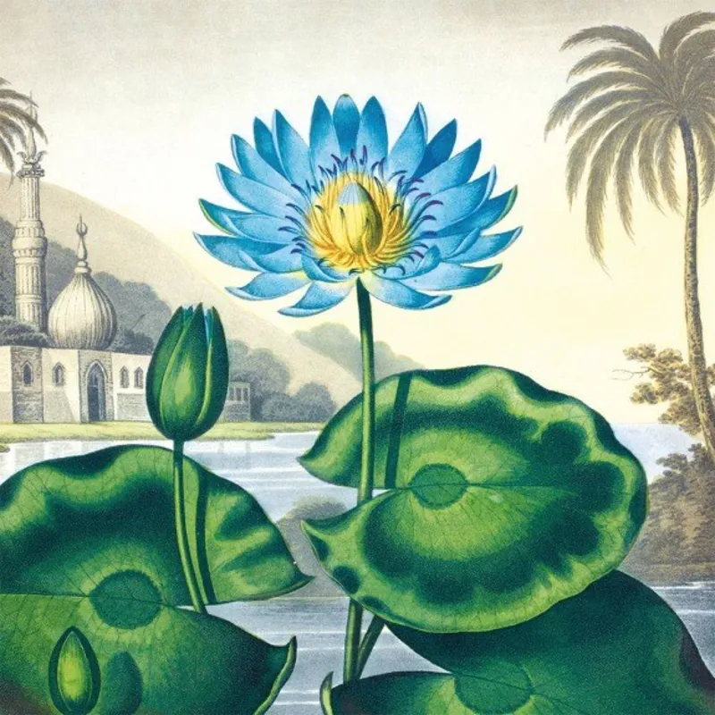 Museums And Galleries Botanical Prints Notecards-4